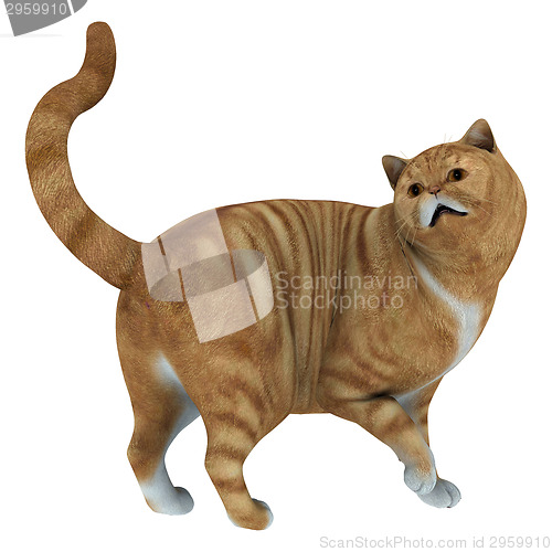 Image of Red Tabby Cat