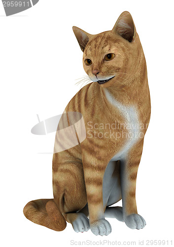 Image of Red Tabby Cat