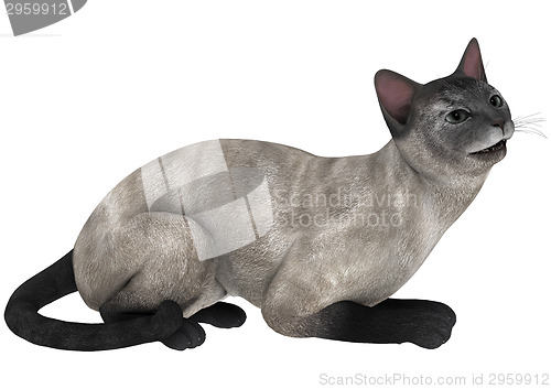 Image of Siamese Cat