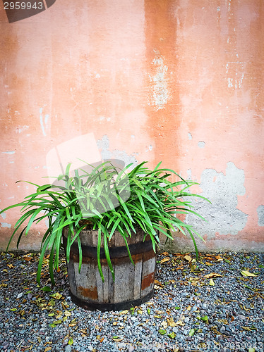 Image of Green plant in wooden pot decorating house exterior