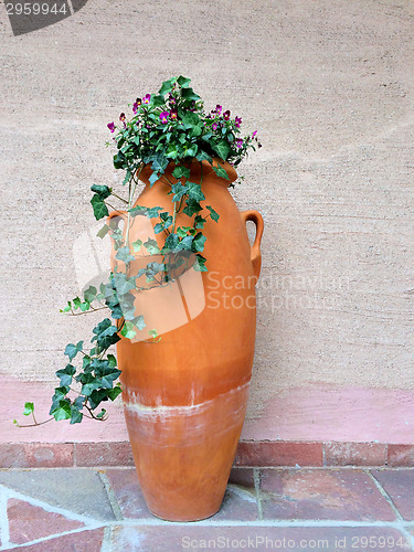 Image of Clay amphora with green flowering ivy
