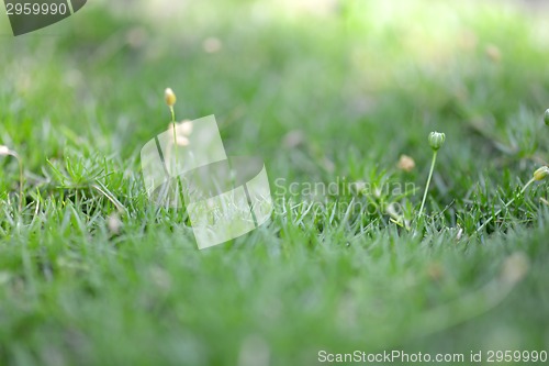 Image of green grass background, close up