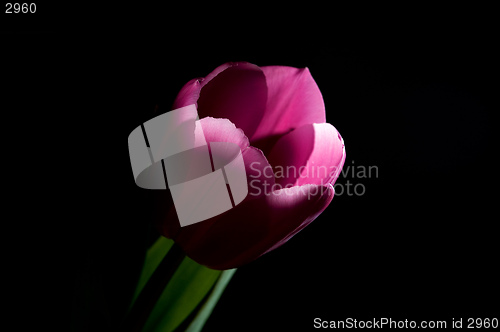 Image of Single tulip on black background