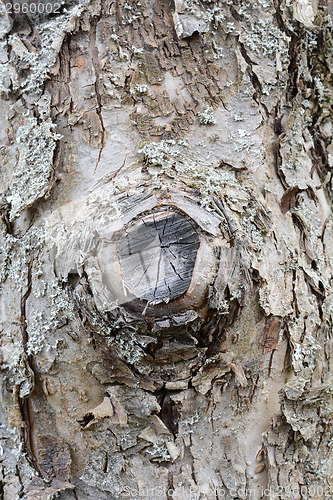 Image of Old Wood Tree Texture Background Pattern