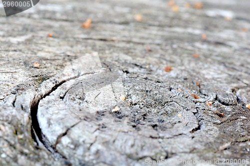 Image of bark of tree texture