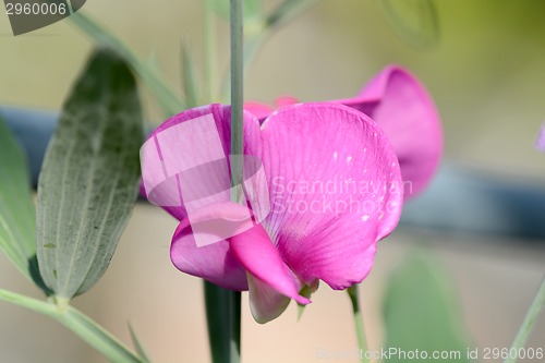 Image of Close up image of red flower