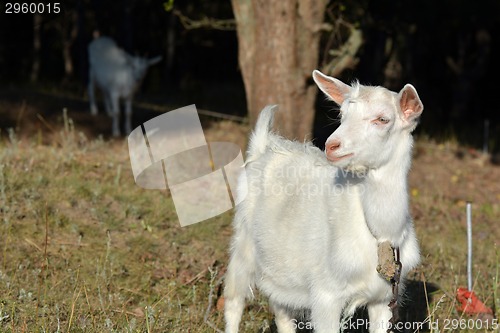 Image of white goat on a summer pasture