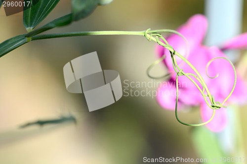 Image of Close up image of red flower