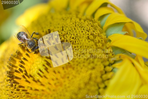 Image of Close up macro bee working on sunflower