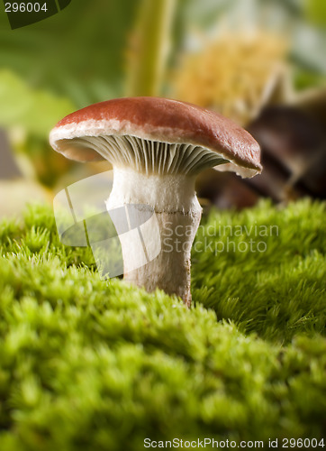 Image of mushroom