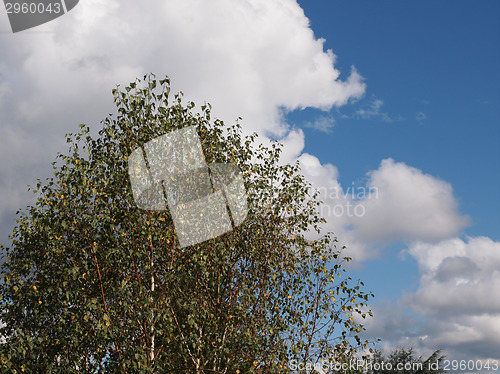 Image of Tree over sky