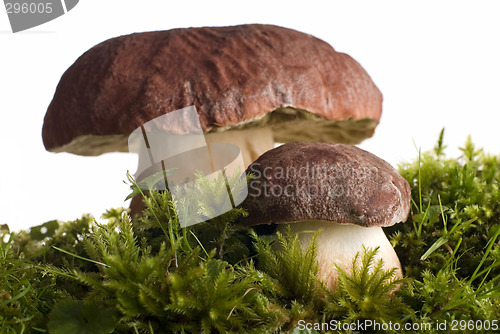 Image of mushroom