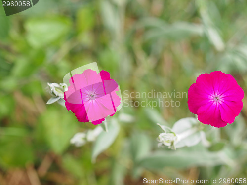 Image of Violet flower