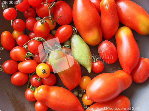 Image of Tomato vegetable