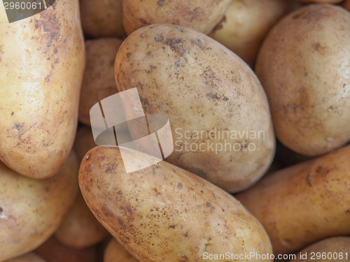 Image of Potato vegetable