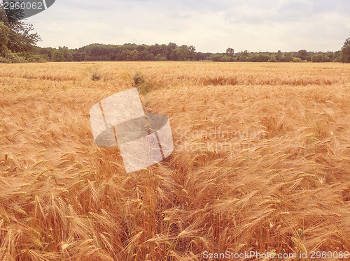 Image of Retro look Barleycorn field