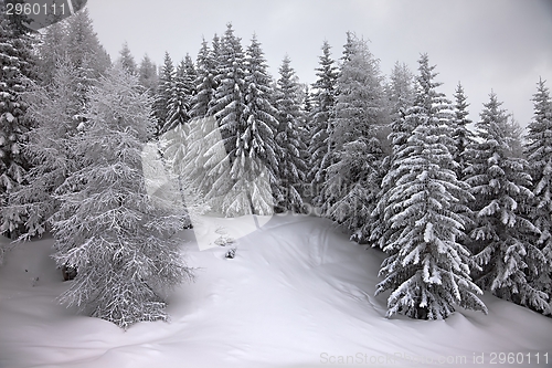 Image of Winter forest