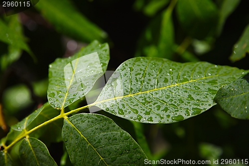 Image of Leaves