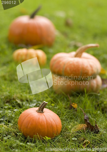 Image of pumpkin