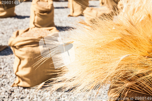 Image of Ripe Summer Wheat