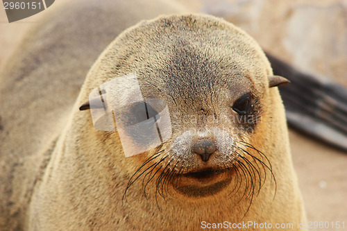 Image of Brown Fur Seal (Arctocephalus pusillus)