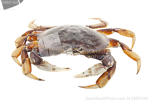 Image of Crab