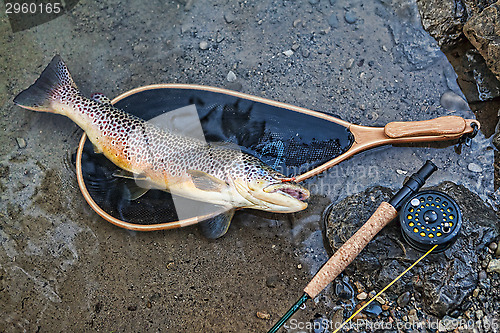 Image of Trophy Trout