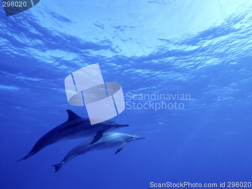 Image of big blue dolphin