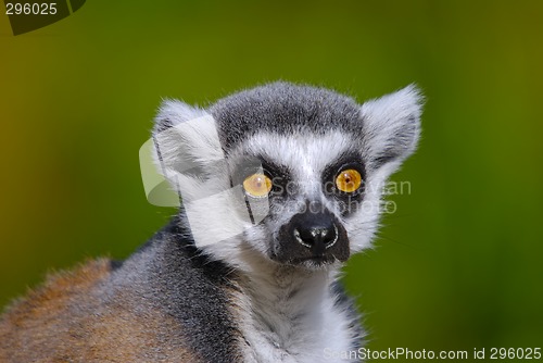 Image of ring tailed lemur catta