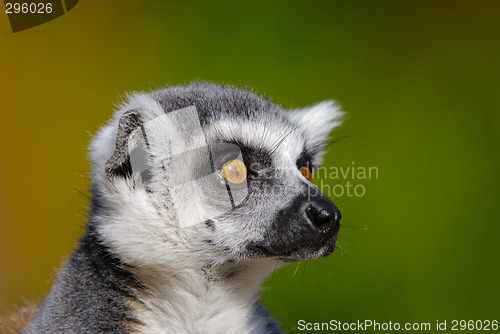 Image of lemur catta