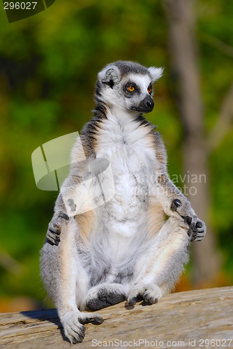 Image of ring tailed lemur