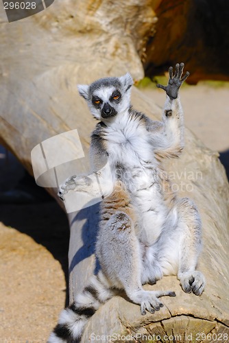 Image of ring tailed lemur catta