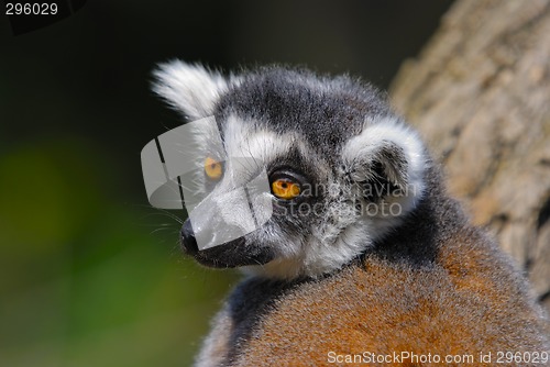 Image of Lemur catta