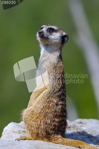 Image of Suricate