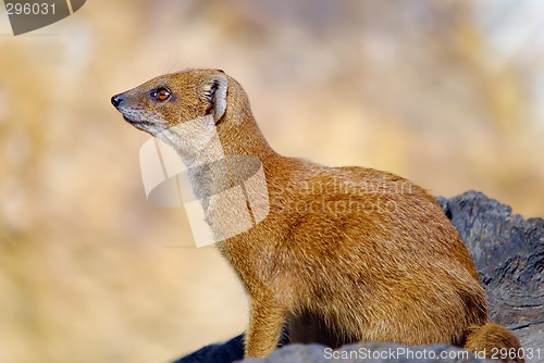 Image of Yellow mongoose Cinyctis penicillata