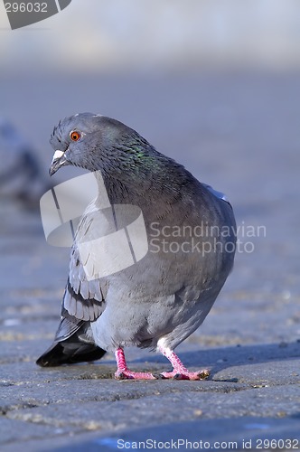 Image of Rock pigeon