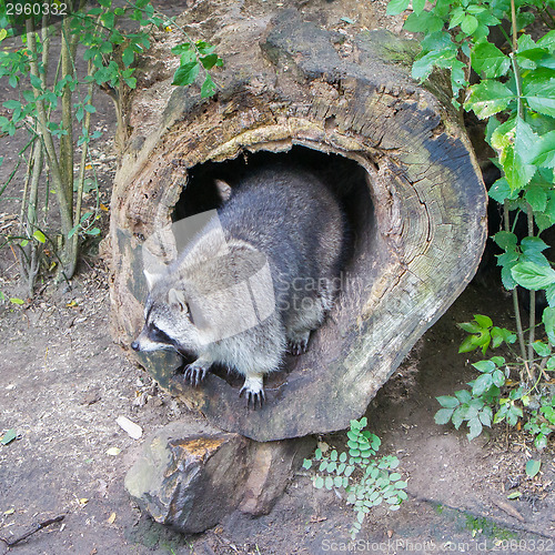 Image of Adult raccoon at his nest