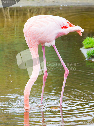 Image of Bird flamingo 