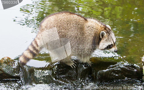 Image of Adult raccoon at a small stream