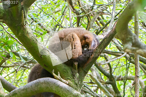 Image of Red-bellied Lemur (Eulemur rubriventer)