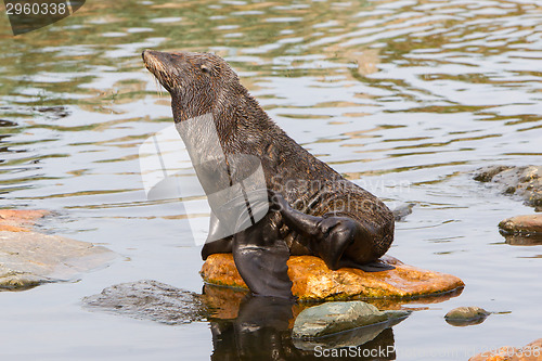 Image of South American sea lion
