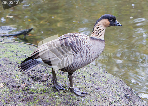 Image of Hawaiian goose, Branta sandvicensis