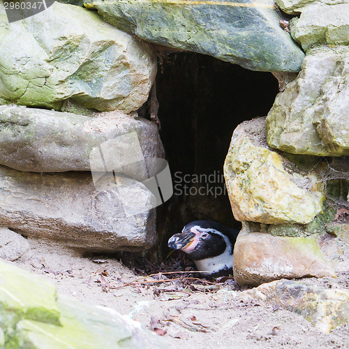 Image of Humboldt penguin