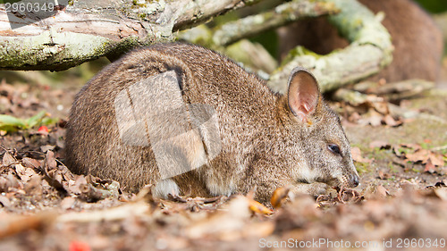 Image of Sleeping parma wallaby