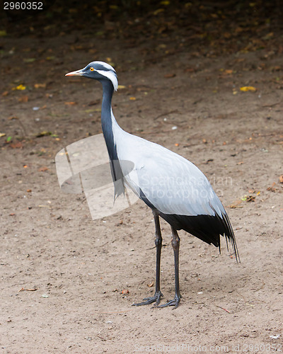 Image of Adult demoiselle Crane