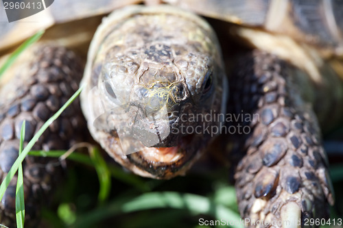 Image of tortoise snout closeup