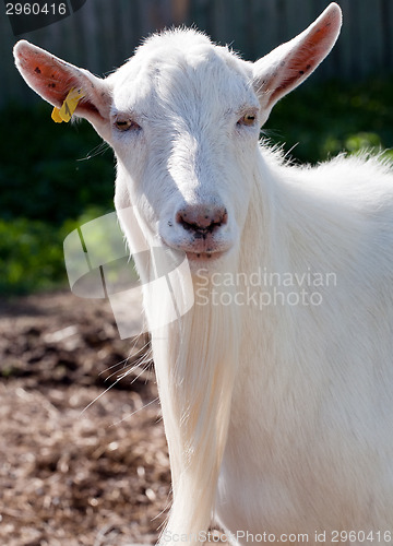 Image of white goat snout