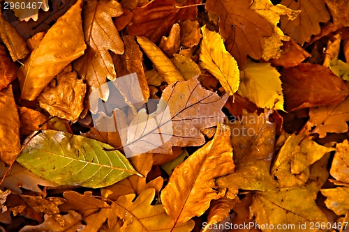 Image of Fallen leaves