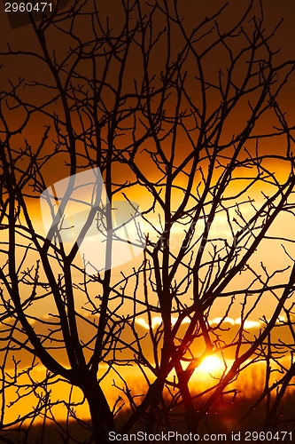 Image of Bare trees
