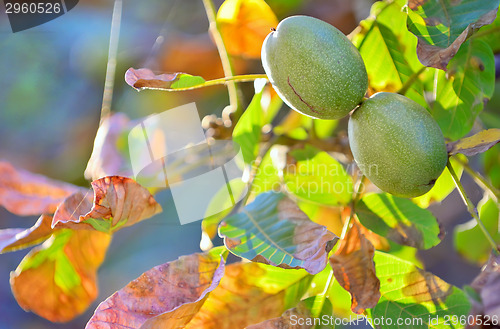 Image of ripe walnut on a tree